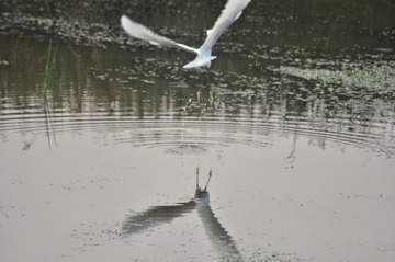 DSC_1237.JPG