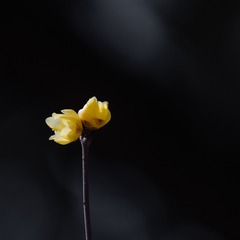 84652