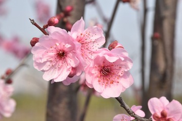 25051