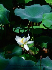 5F0DF2BD-D0B3-4E49-A998-82DCB268F218/L0/001