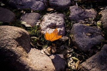 IMG_0902.jpg