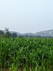 1006943