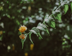 1000035684