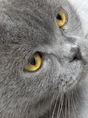 258