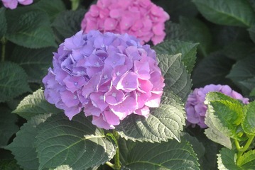 B416B86D-0320-40E4-8EAD-ADD81A4DA981/L0/001