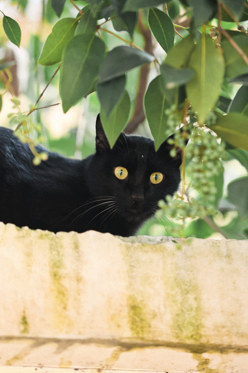 路遇黑猫分享好运