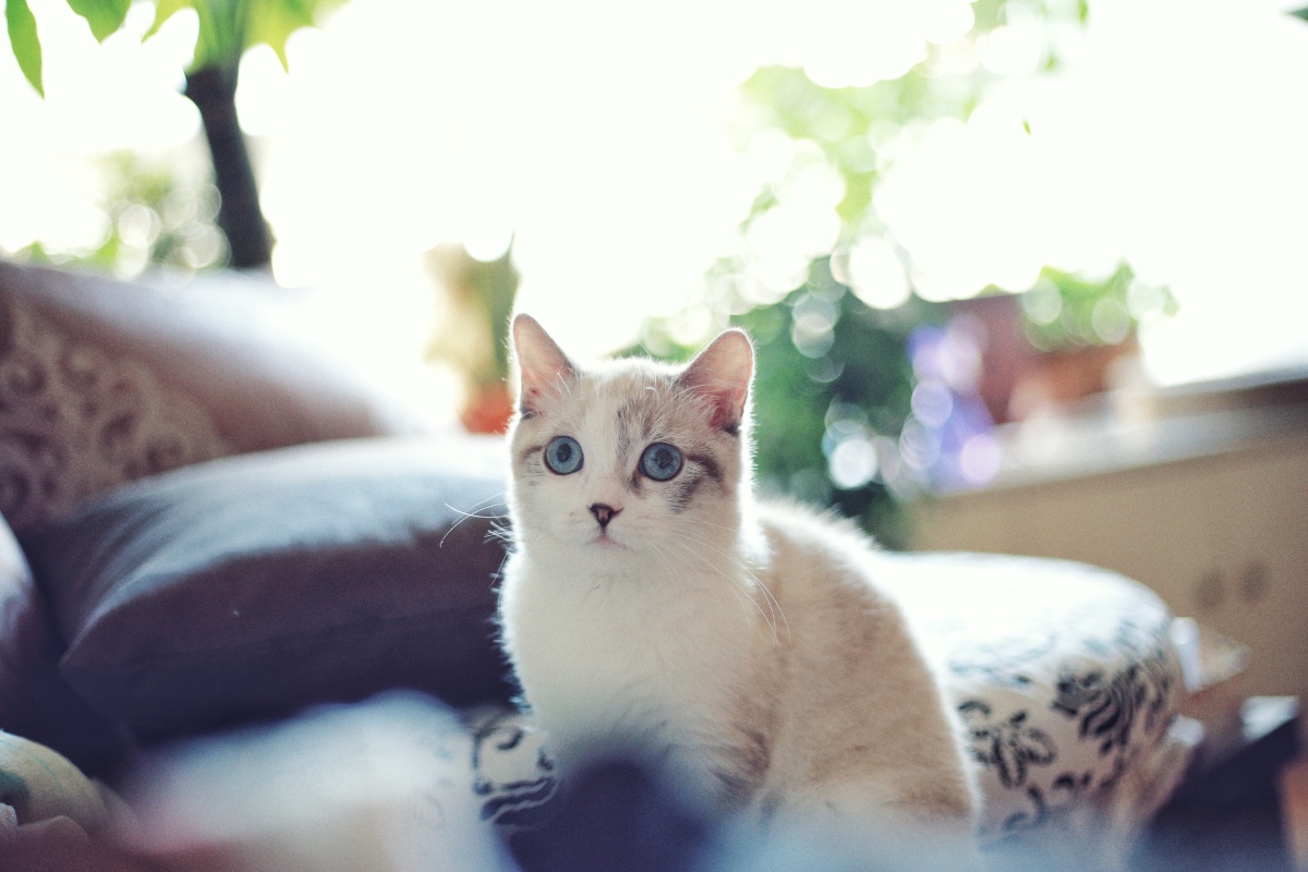 猫与夏天