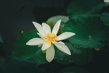 82704