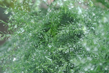 C8029797-6E42-40BD-97E4-00647A20AE53/L0/001