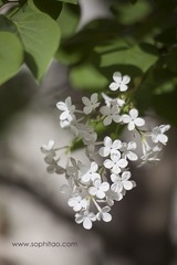IMG_8928s.jpg