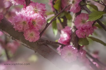 IMG_8935s.jpg