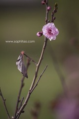 IMG_8951s.jpg