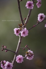 IMG_8952s.jpg