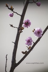 IMG_8955s.jpg