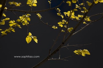 IMG_8979s.jpg