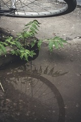 IMAG0260_1s.jpg