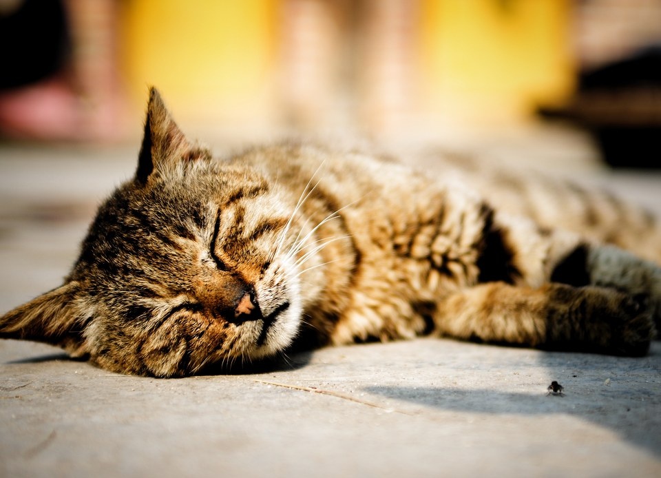 还是躺一会好,喵~ br /> 这只猫的毛色花纹特别像只小豹子