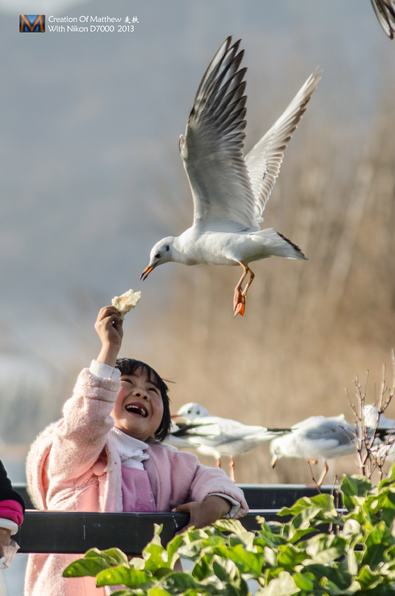 一个牙齿还没长全的昆明小女孩儿,在母亲的带领下,来到海埂大坝喂海鸥