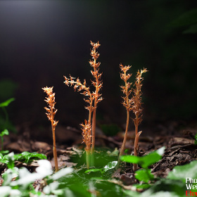 罕见腐生兰科植物——尖唇鸟巢兰