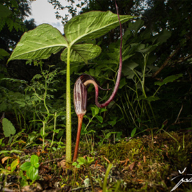 象南星,佛焰苞像极了大象鼻子
