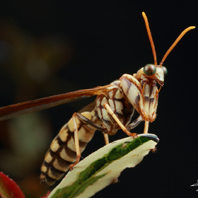 螳蛉春·黑脉蛱蝶幼虫满树的蚱蜢,成灾啊~锚阿波萤叶甲斑蝶越冬,难得