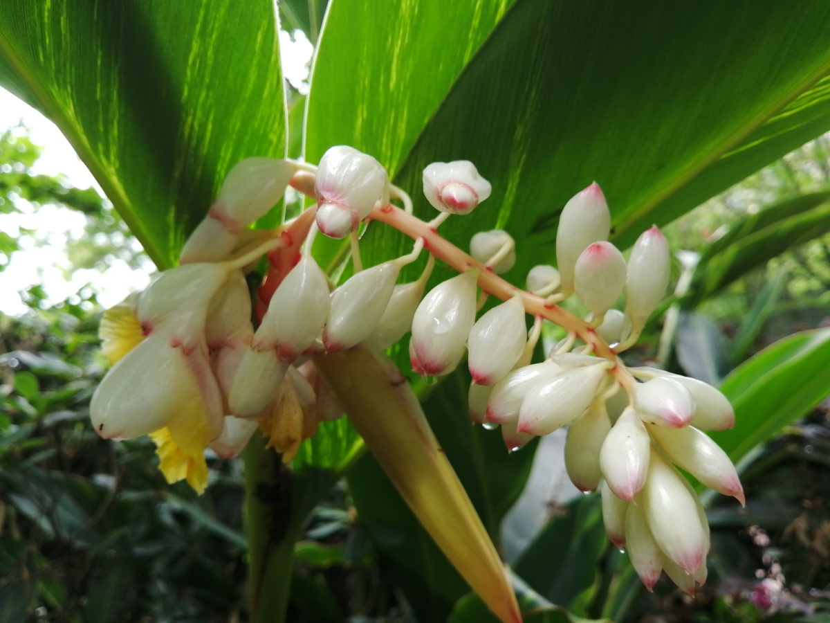 山姜又称九连姜叶大色绿其花色素雅洁柔请大家欣赏手机拍