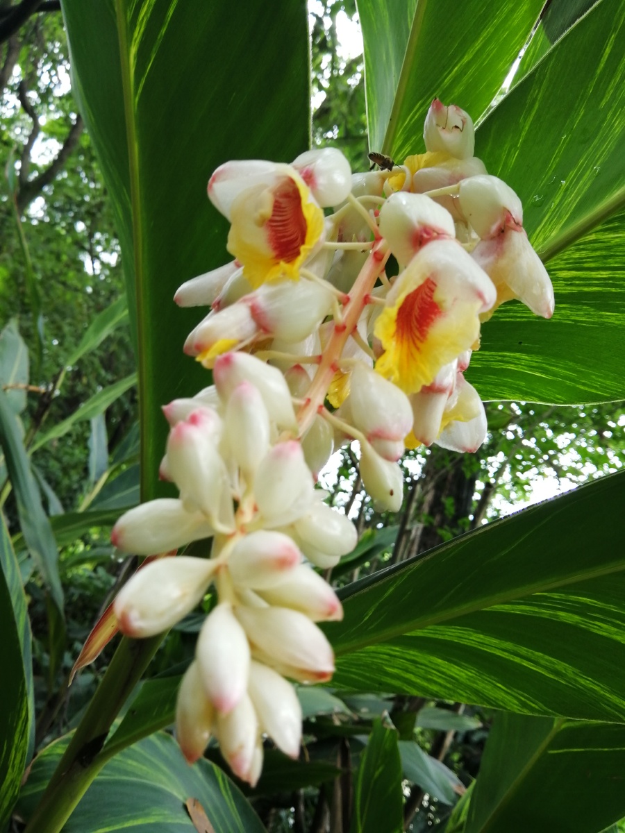 山姜又称九连姜叶大色绿其花色素雅洁柔请大家欣赏手机拍