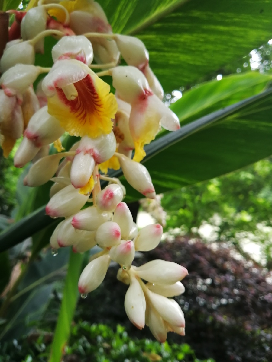 山姜又称九连姜叶大色绿其花色素雅洁柔请大家欣赏手机拍