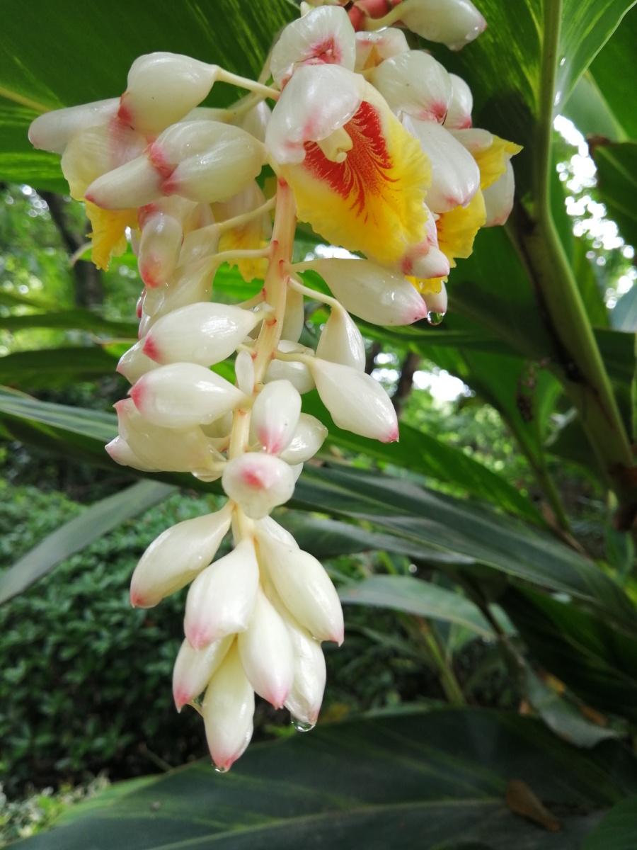 山姜又称九连姜叶大色绿其花色素雅洁柔请大家欣赏手机拍