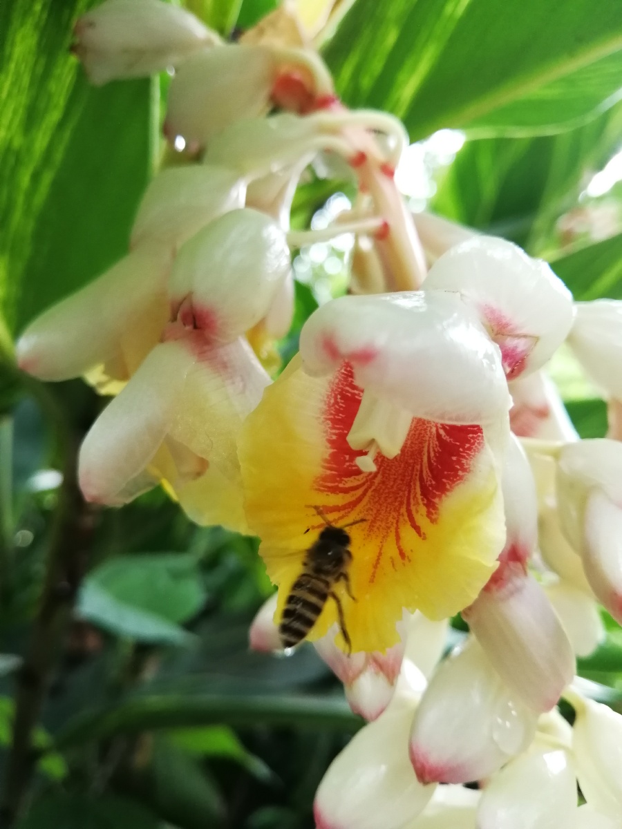 山姜又称九连姜叶大色绿其花色素雅洁柔请大家欣赏手机拍