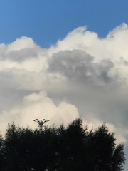 1000064911