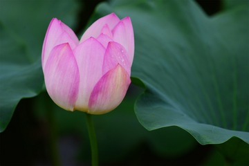 BOA_7673