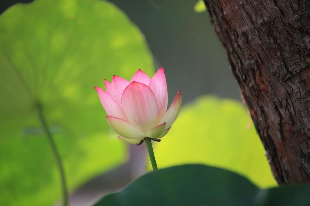 生命力<br />
