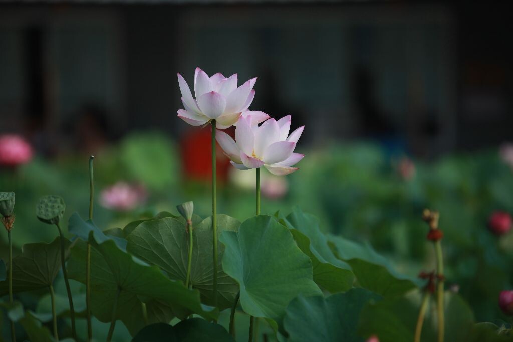 最美不过陪伴<br />
