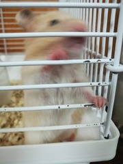 46170