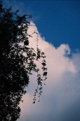 C4A10DC0-F50C-449D-9EF7-C0B51C1F4B14/L0/001