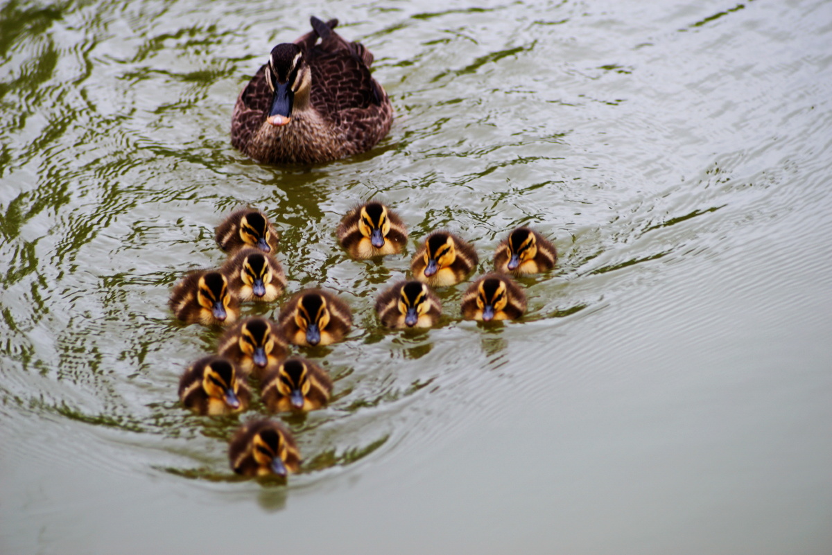 浩浩荡荡的斑嘴鸭(11天大的小鸭)