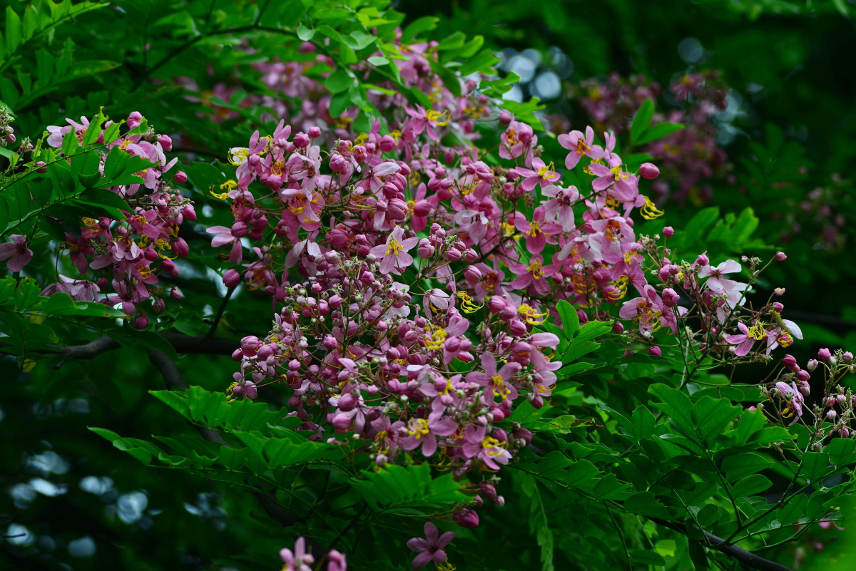 节荚决明一树红粉花好比少女心