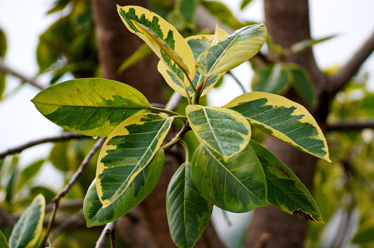 又一串出众的高山榕叶 - 瓦尔艺术摄影师 - 图虫