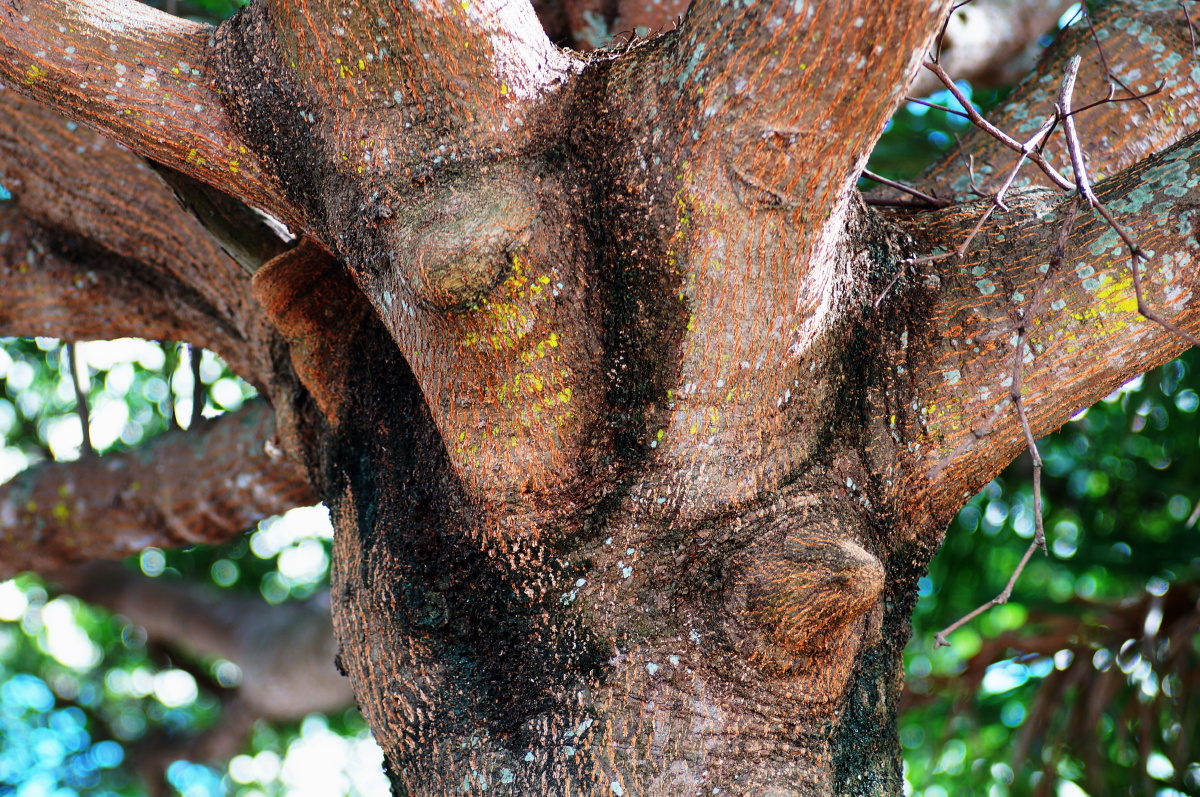 小叶榄仁的多枝树结