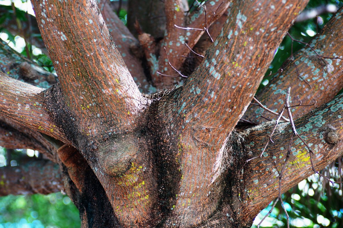 小叶榄仁的多枝树结