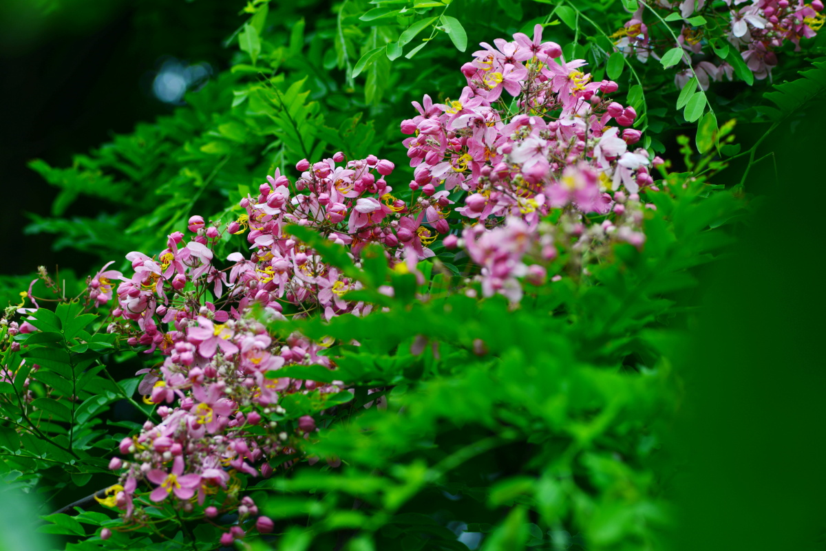 节荚决明(一树红粉花,好比少女心) - 瓦尔艺术摄影师 - 图虫