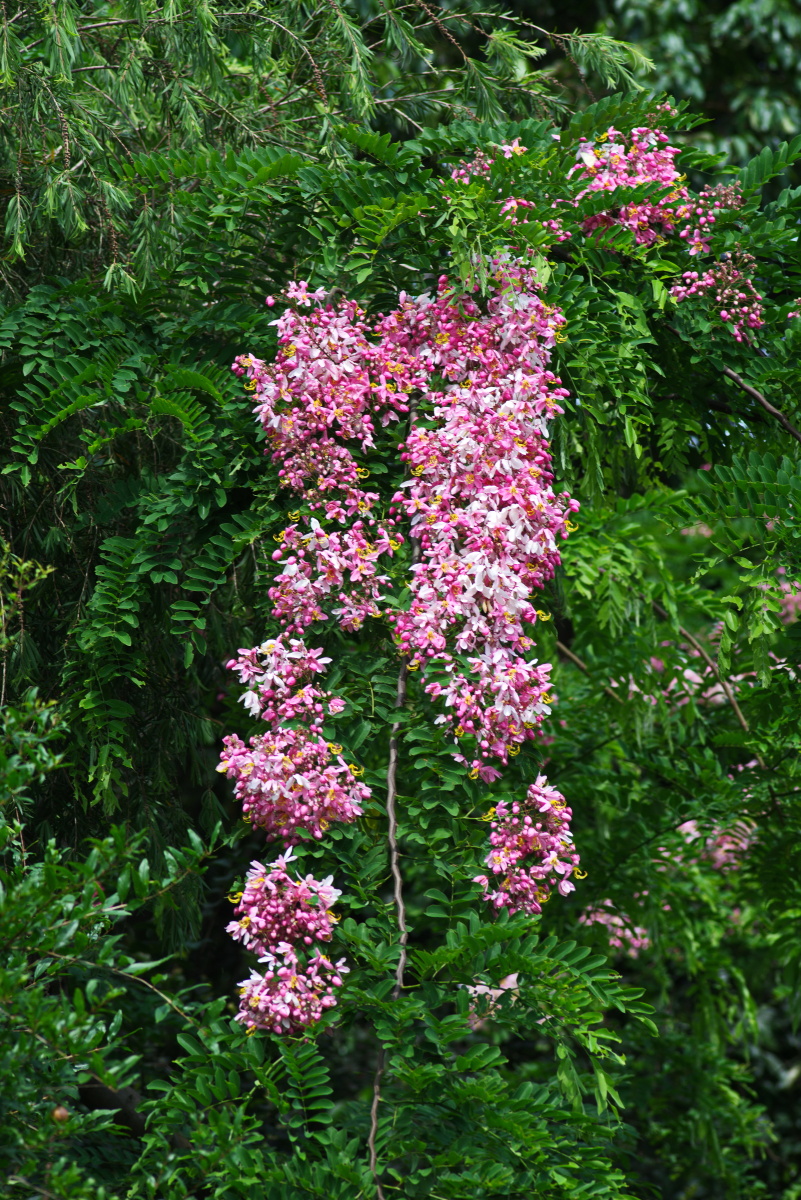 节荚决明一树红粉花好比少女心
