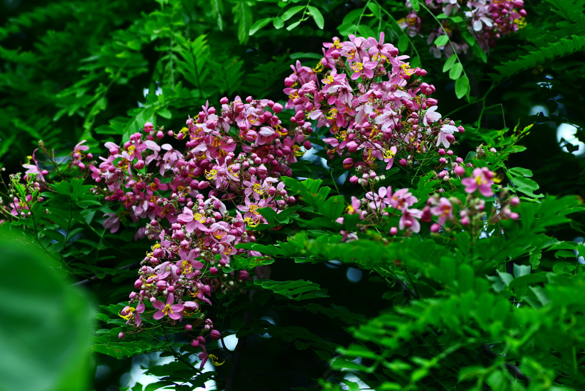节荚决明一树红粉花好比少女心