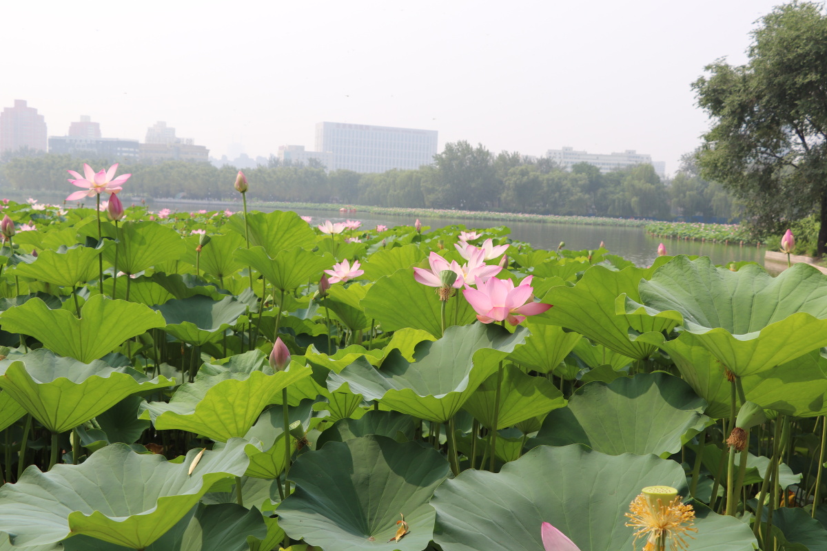 为荷而来莲花池公园1