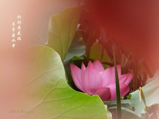 荷花.jpg