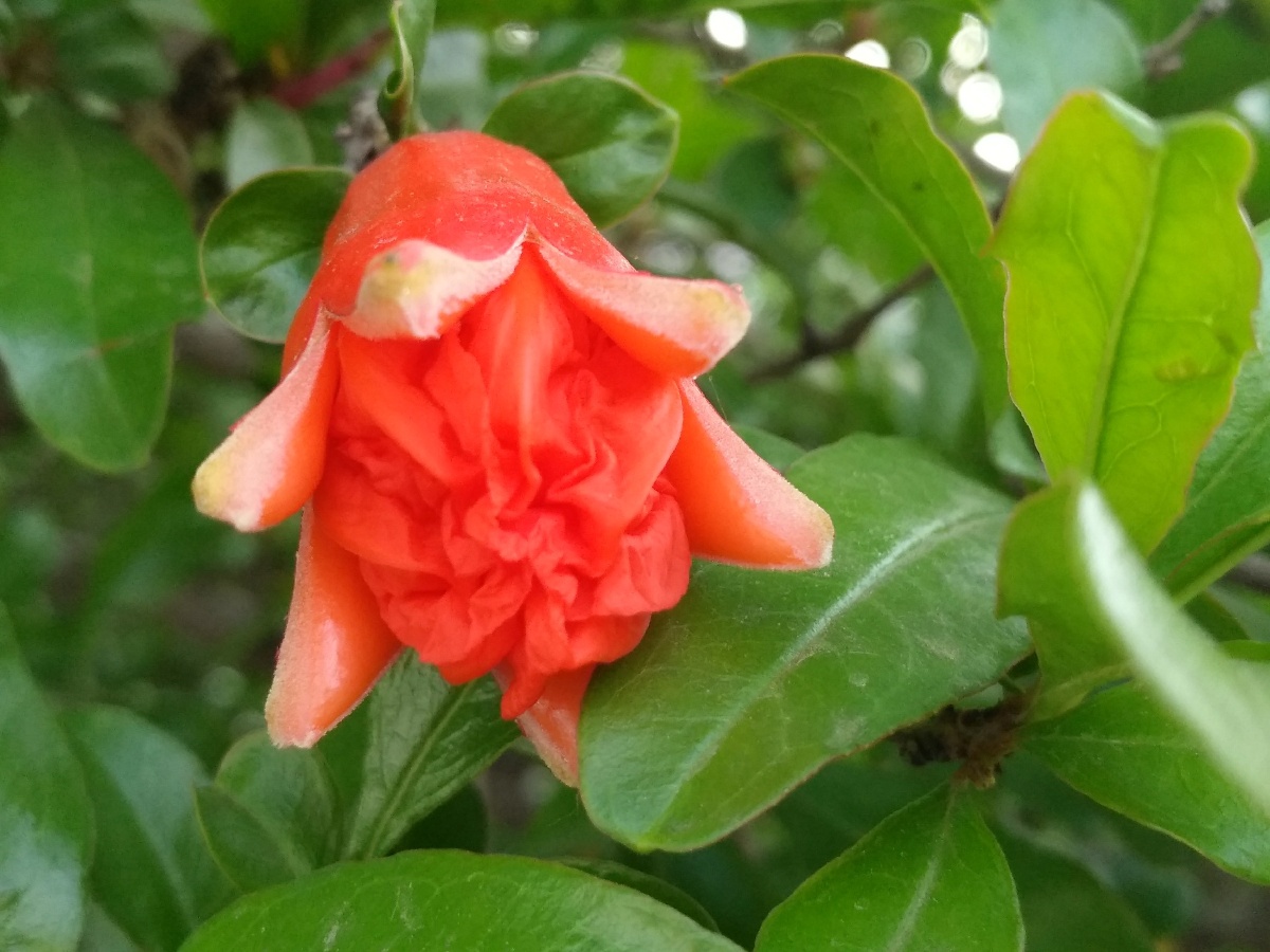 花骨朵的石榴花