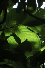 45550973-F2E4-4182-B7E1-2B08DCADB541/L0/001