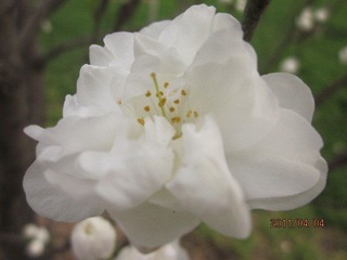 帚桃