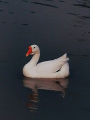 54083
